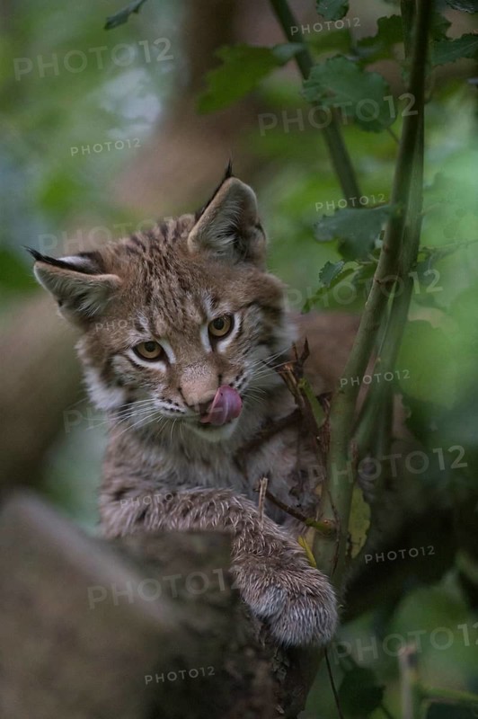 Eurasian Lynx (Lynx lynx) immature hiding in tree, North Rhine-Westphalia, Germany