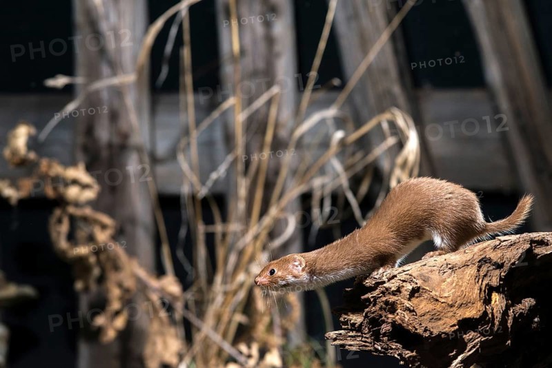 Carnivora, least weasel, mouse weasel, mustela nivalis, predators, mammals, raptors, mammals