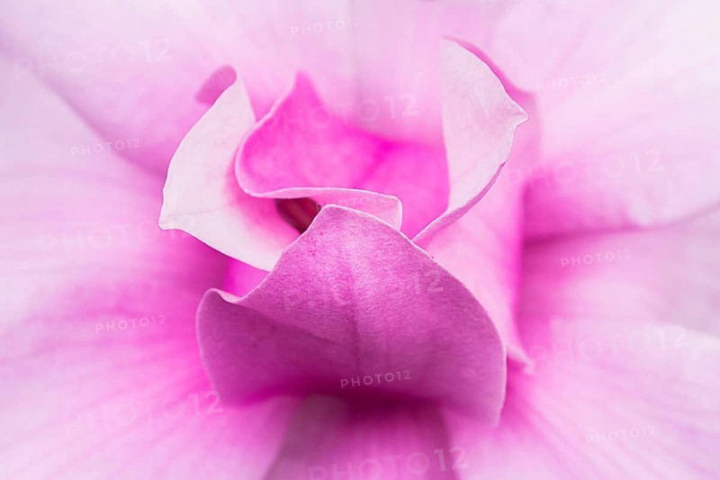 A close-up of a Japanese magnolia, Magnolia kobus, flower highlights its delicate pink petals. The soft texture and vibrant color create an elegant aesthetic