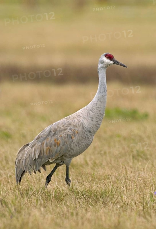 Sandhill Crane (Antigone canadensis), New Mexico, USA