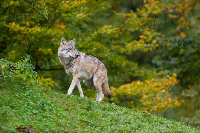 One eurasian gray wolf (Canis lupus lupus) stands on a hill, observing the area. A forest in fall colours in the background