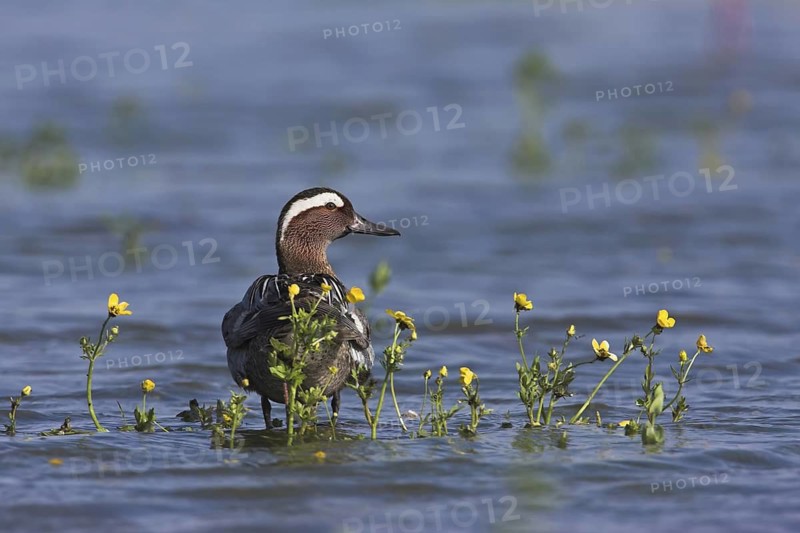 Garganey (Spatula querquedula) male, Mallorca, Spain
