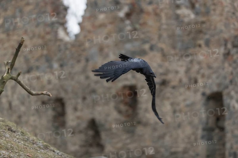 One common raven (Corvus corax), flying between the walls of a ruin of an ancient castle during slight snowfall