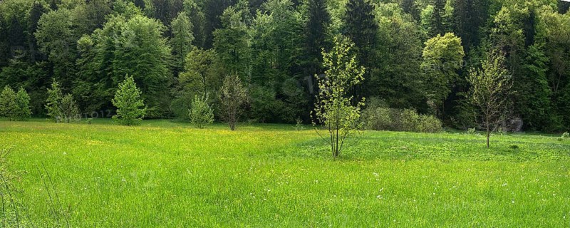 Forest and meadows in spring, Doos, Upper Franconia, Bavaria, Germany