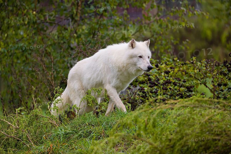 Ein Polarwolf (Canis lupus arctos) läuft auf einer grünen Wiese