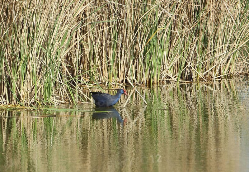 Male purple partridge (Porphyrio porphyrio) on the shore of reed grass, Embalse de Almaraz-Arrocampo, Extremadura, Spain