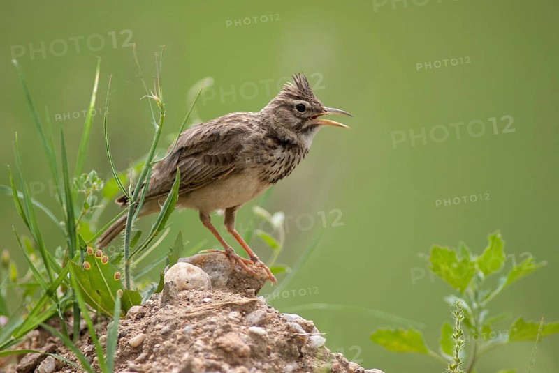 Crested lark, galerida cristata, crested lark, birds, Bulgaria, song, larks, passeri, singing, songbirds, birds