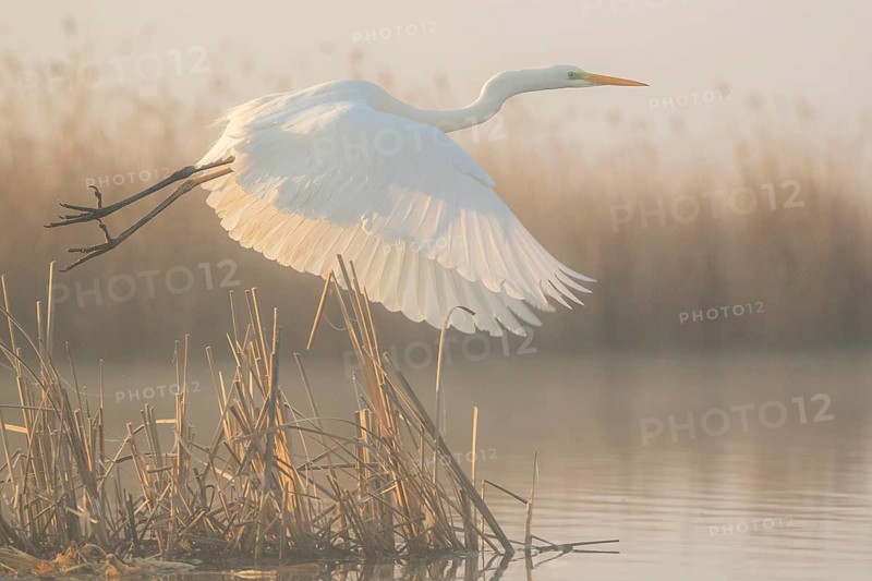 Great Egret (Ardea alba) flying at sunrise, Subotica, Serbia