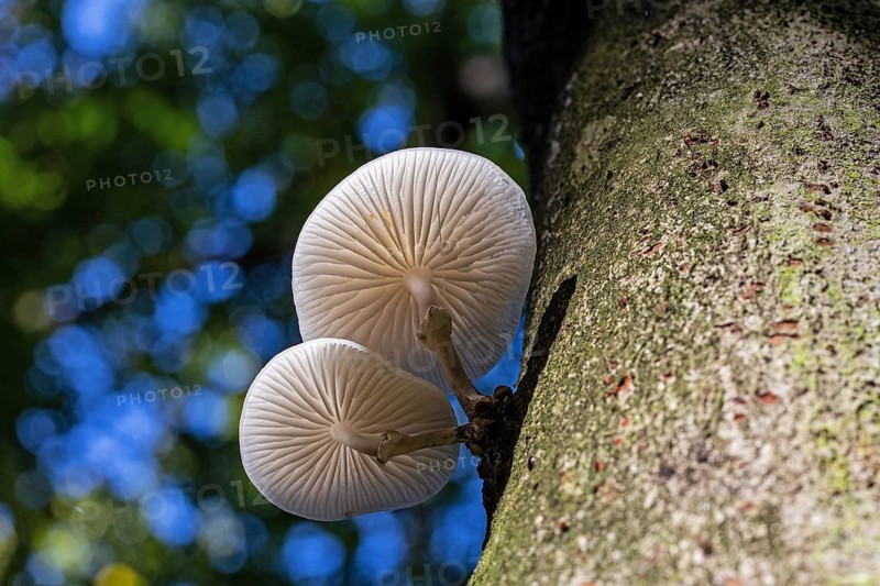Beech slime beetle (Mucidula mucida), plant, mushroom, fungi, carrot, Mecklenburg-Western Pomerania, Federal Republic of Germany