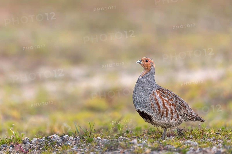 A grey partridge (Perdix perdix) in spring with the typical dark breast patch, Denmark