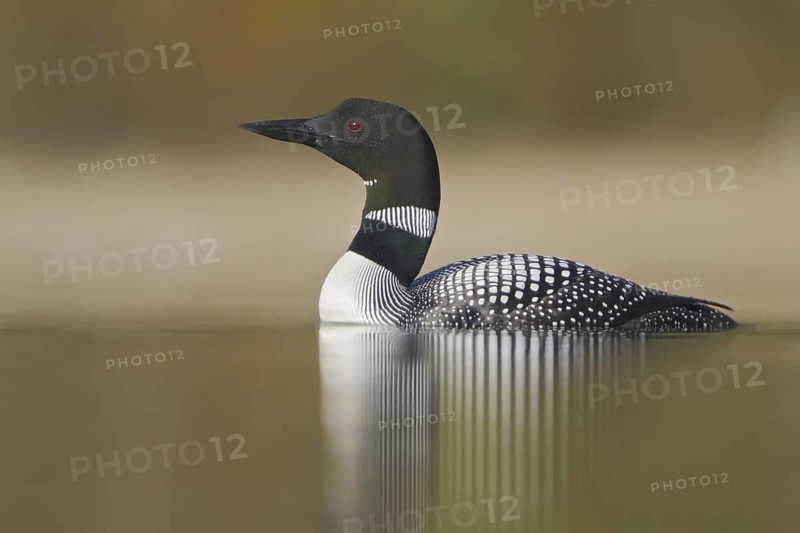 Great Northern Loon (Gavia immer), British Columbia, Canada