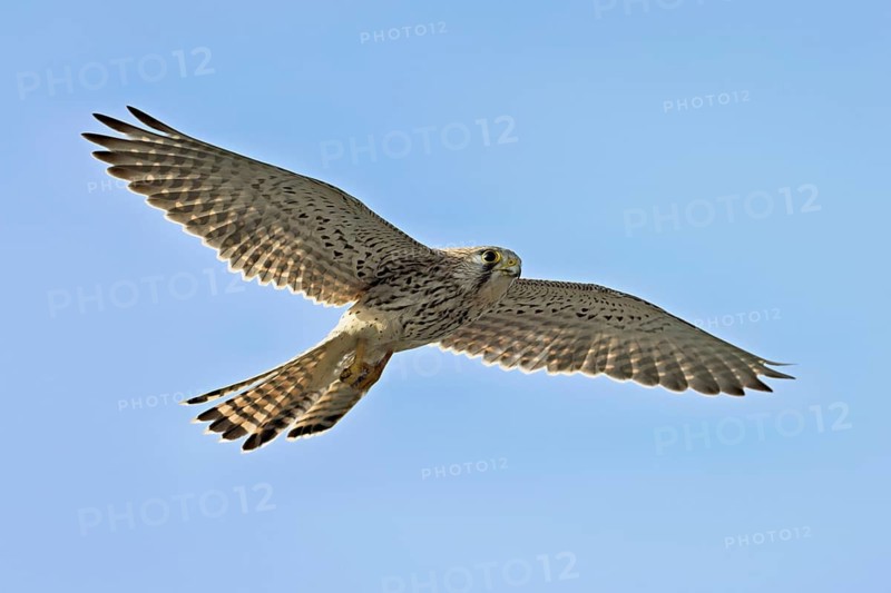 Kestrel (Falco tinnunculus), female in flight, Switzerland