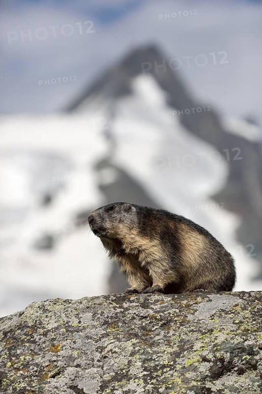 One adult Alpine Marmot, Marmota marmota, sitting in front of the Grossglockner mountain in bright sunlight and a blue sky with some clouds