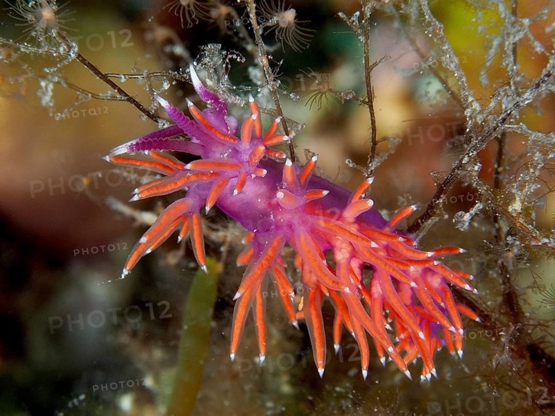 Luminous nudibranch, Edmundsella pedata, crawling through underwater plants, Muzil dive site, Stoja, Pula, Croatia, Mediterranean Sea