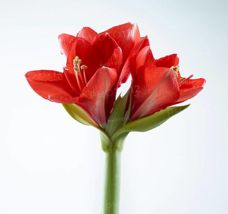 Amaryllis blossoms (Hippeastrum striatum)