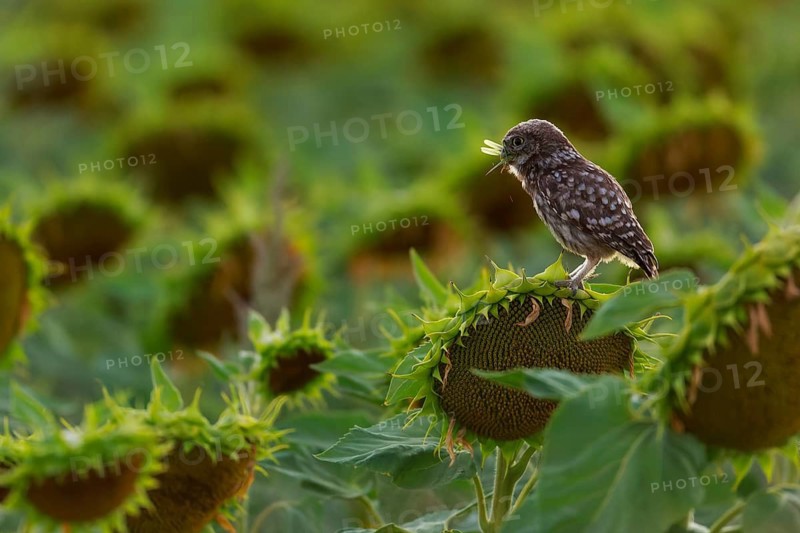 Little Owl (Athene noctua) juvenile perched in a sunflower field eating a grasshopper, Andalusia, Spain