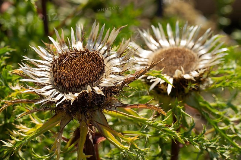 Flowering silver thistle (Carlina acaulis), North Rhine-Westphalia, Germany