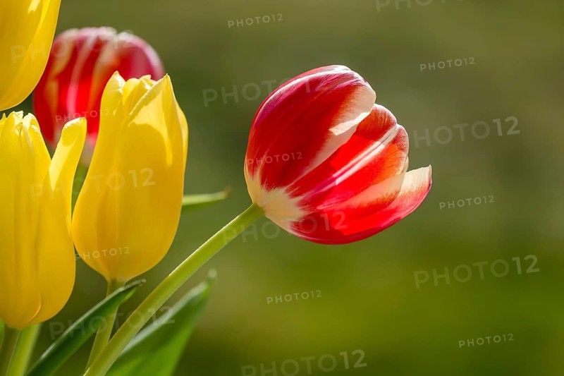 Tulips (Tulpia), red and yellow, Rhineland-Palatinate, Germany