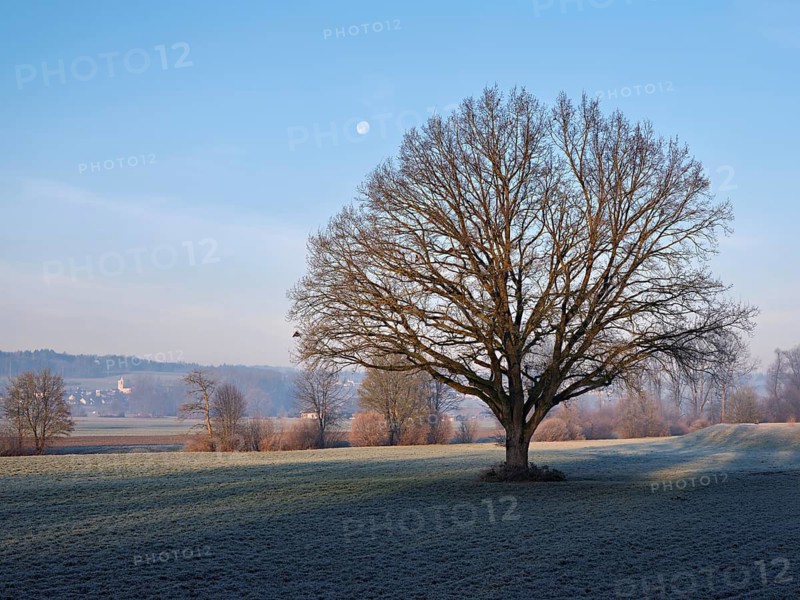 English oak (Quercus robur), in the morning light, Reuss plain, Aristau, Freiamt, Canton Aargau, Switzerland