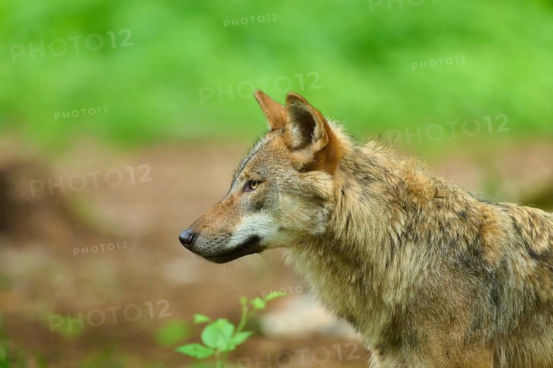 A wolf seen in profile, looking alert, standing in a green woodland area, summer, wolf (Canis lupus), Germany