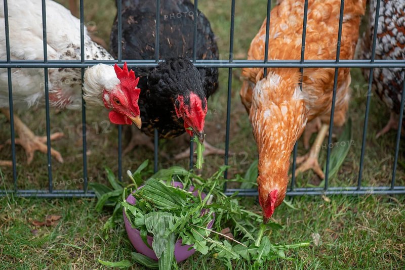 Domestic chickens (Gallus gallus domesticus) pecking dandelions through a grid, North Rhine-Westphalia, Germany