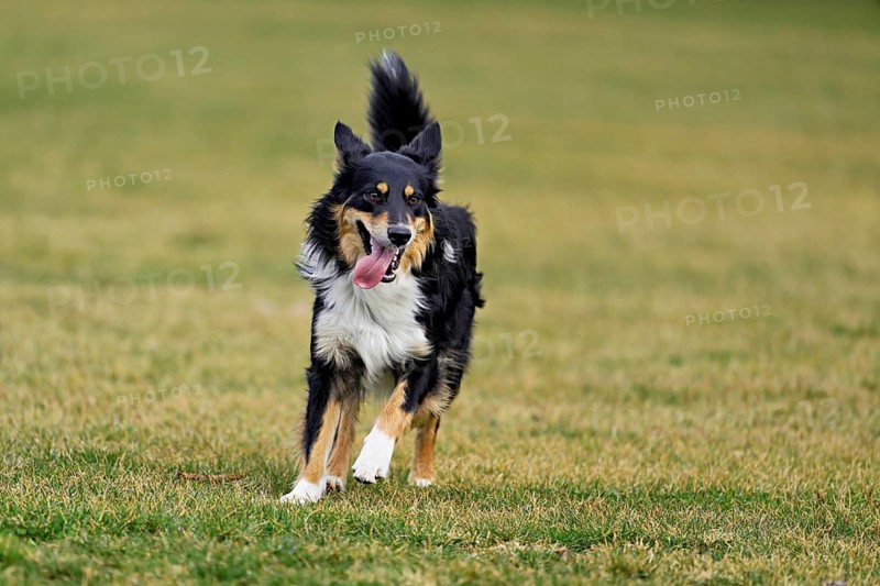 Mixed breed dog between Border Collie and Australian Shepherd jumps across meadow, Switzerland