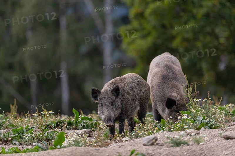 Two adult wild boar or wild pig (Sus scrofa) walking over an opening with some flowering plants around and a green forest in the background
