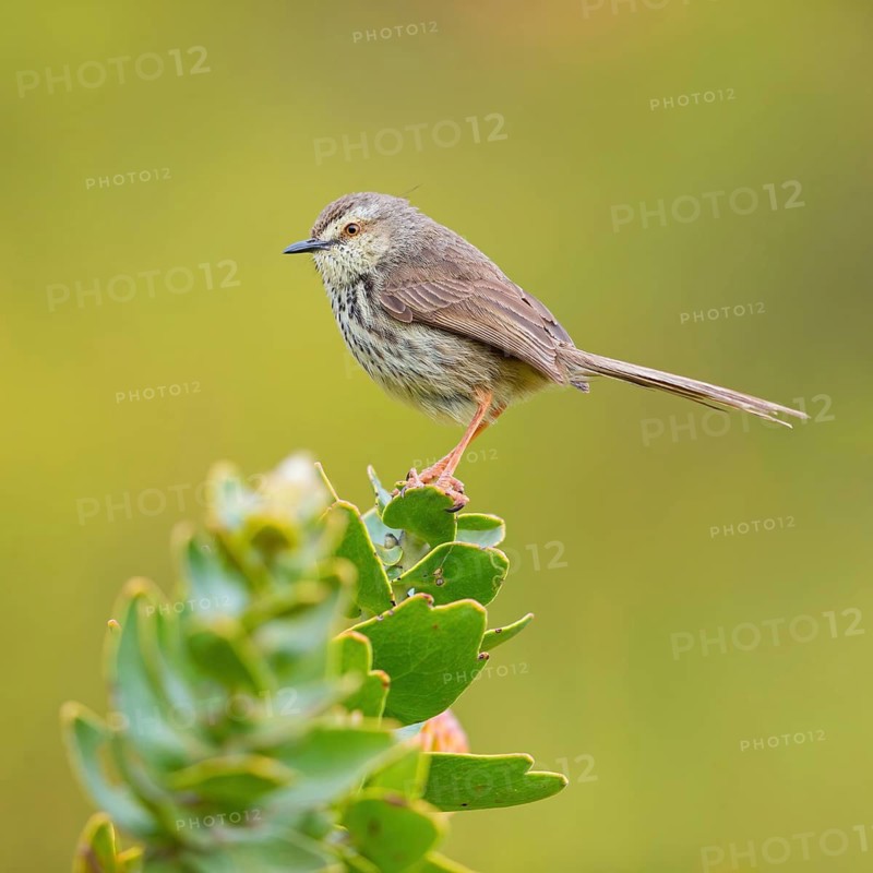 Spotted Prinia, (Prinia maculosa), Karoo Prinia, Prinia du Karoo, Prinia del Karoo, Harold Porter National Botanical, Betty's Bay, Western Cape, South Africa