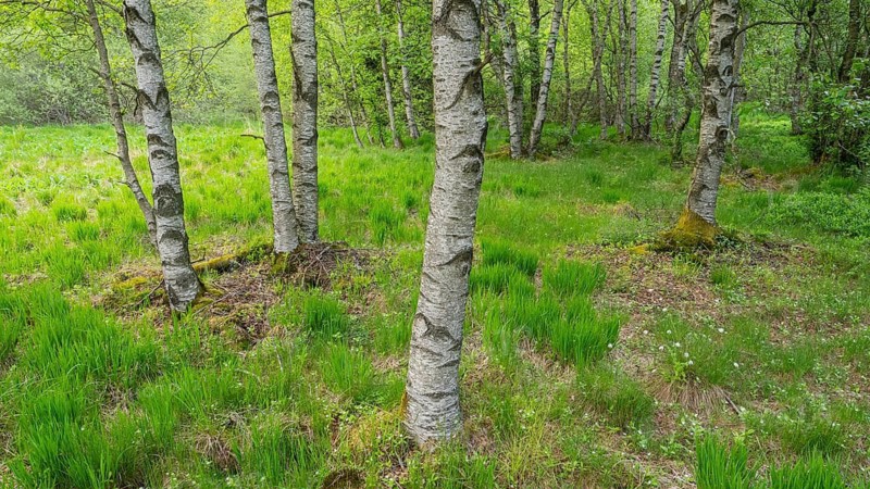 Carpathian birch forest (Betula pubescens), Rotes Moor, Rhön Biosphere Reserve, Hesse, Germany