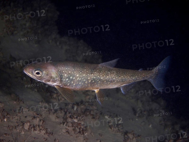Lake char (Salvelinus umbla), char, swimming alone in a dark underwater landscape, Parkhaus Post dive site, Überlingen, Lake Constance, Germany