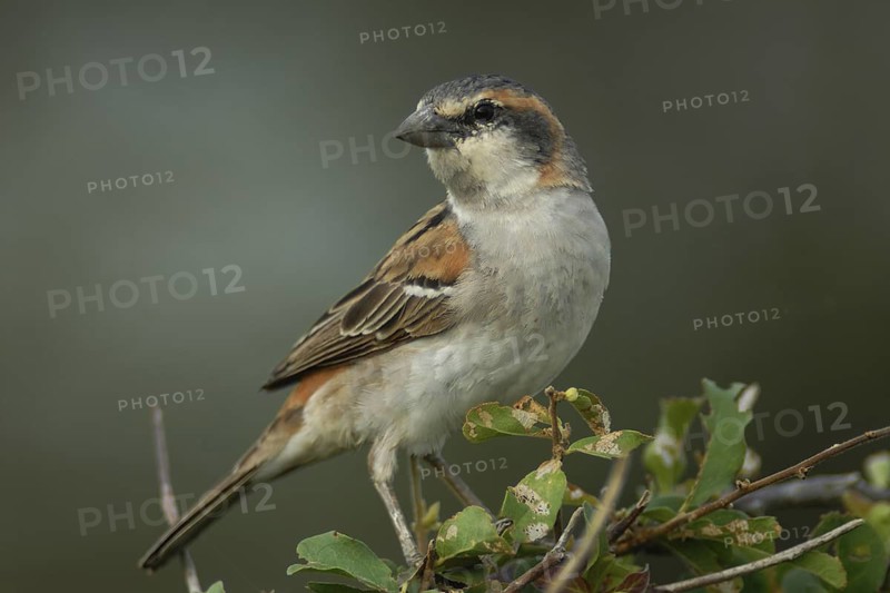 Kenya Sparrow (Passer rufocinctus), Uganda