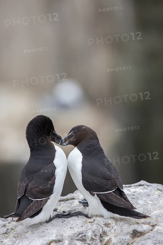 Razorbill (Alca torda) pair, displaying, Farne Islands, United Kingdom