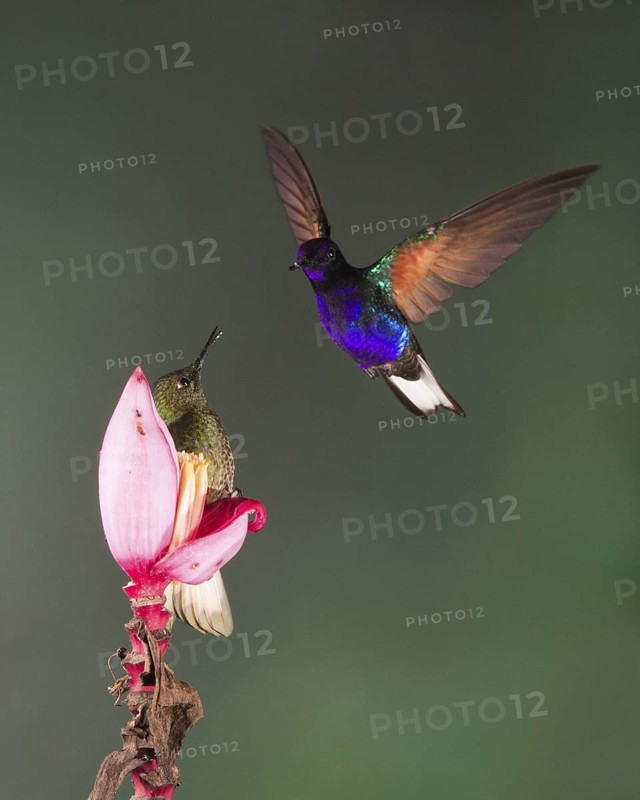 A Buff-tailed Coronet hummingbird (left) turns to check out a Velvet-purple Coronet coming to it's feeding station at a flower