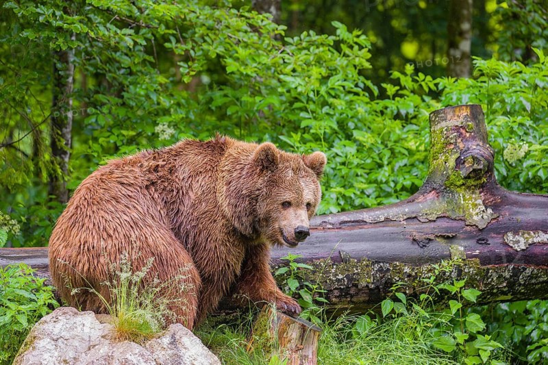 A female eurasian brown bear (Ursus arctos arctos) stands on a rock lying at a forest edge in early springtime on a rainy day