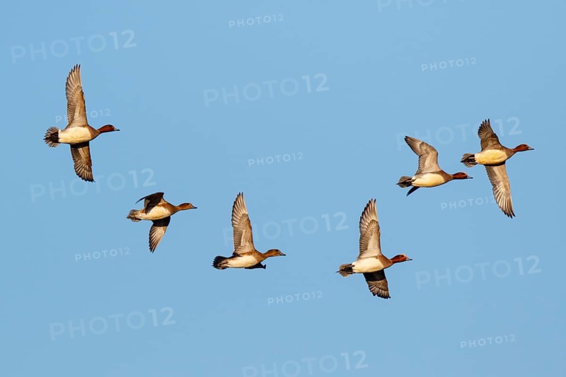 Eurasian Wigeon (Mareca penelope) group flying, Netherlands