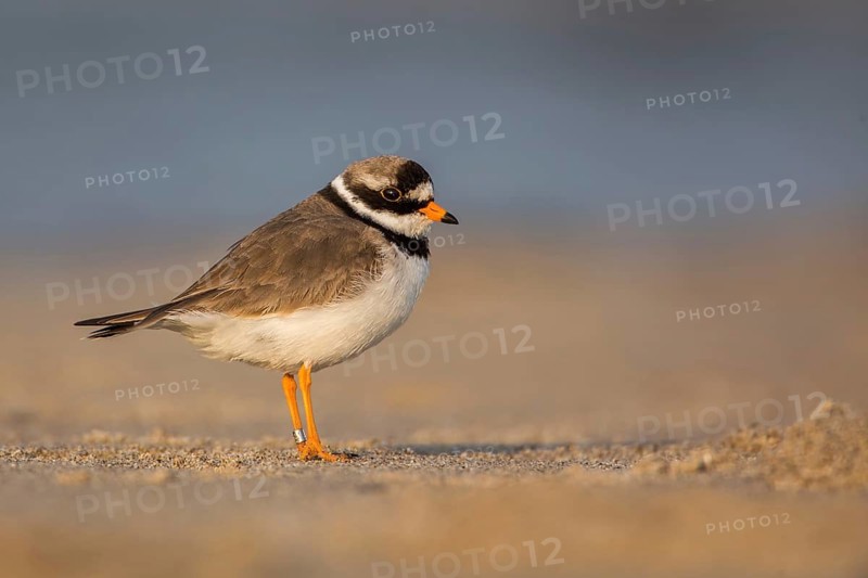Common Ringed Plover (Charadrius hiaticula), Schleswig-Holstein, Germany