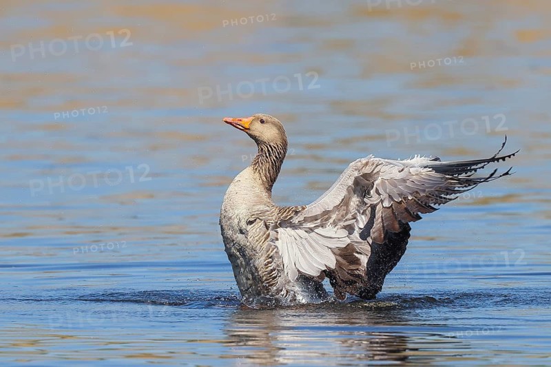 Greylag goose (Anser anser) bathing in water, flapping its wings, Wildlife, Birds, Geese, Waghäusel, Baden-Württemberg, Germany