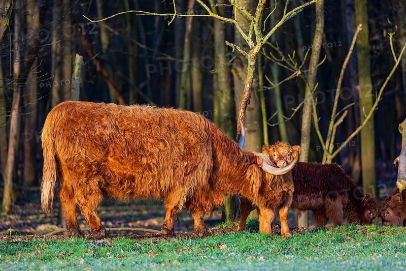 One Highland cow (Bos (primigenius) taurus) and three calves stand at a forest edge. The cow licks clean one of the calves