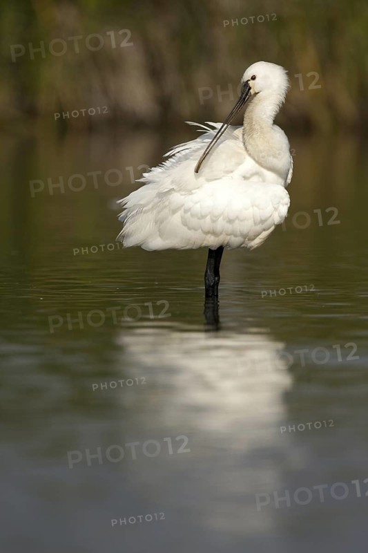 Eurasian Spoonbill (Platalea leucorodia) juvenile, Andalusia, Spain