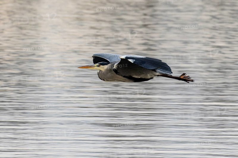 A heron flies over the water in a cloudy weather atmosphere, grey heron, (Ardea cinerea), wildlife, Germany