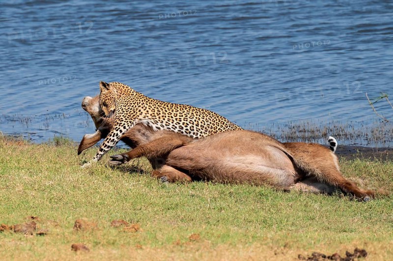 Leopard (Panthera pardus) with kill, waterbuck, Ihaha, Chobe National Park National Park, Botswana