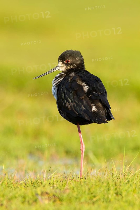 Black Stilt (Himantopus novaezelandiae), Glentanner, South Island, New Zealand