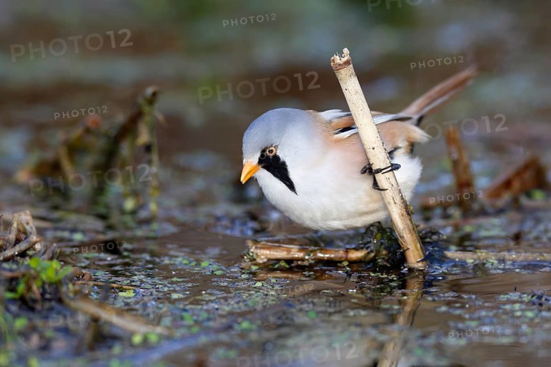 Bearded Reedling (Panurus biarmicus) male foraging in reedbed, Mecklenburg-Western, Pomerania, Germany