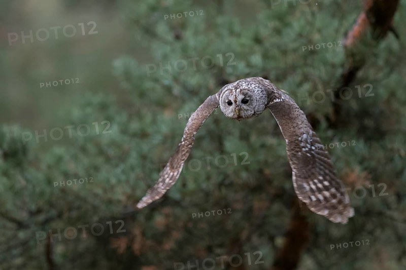 Tawny Owl (Strix aluco) flying, North Rhine-Westphalia, Germany