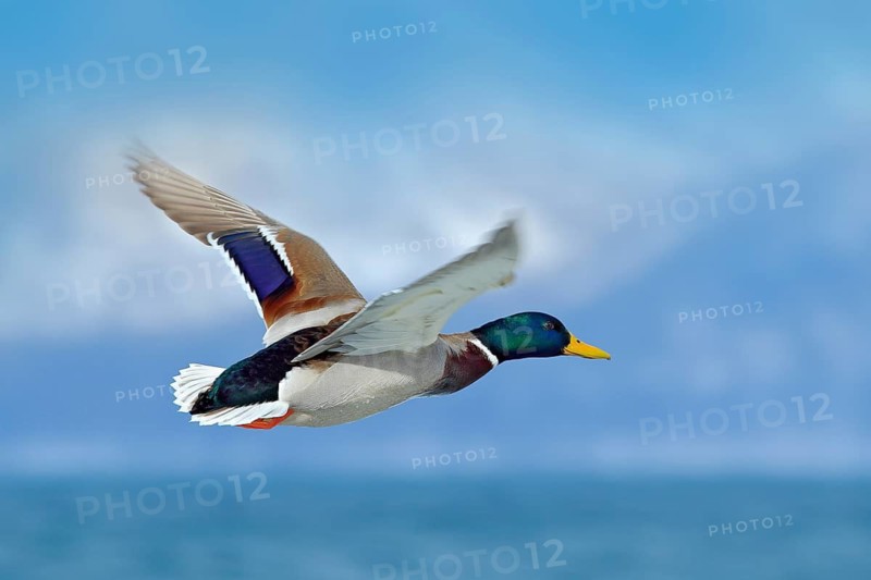 Flying water bird Mallard, Anas platyrhynchos, above the lake with mountain in the background. Bird in winter habitat, Germany. Wildlife scene from nature. Mallard in fly