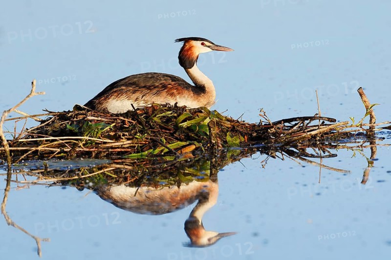 Great Crested Grebe (Podiceps scalloped ribbonfish) sitting on the nest, with mirror image, North Rhine-Westphalia, Germany