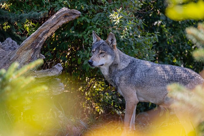 One eurasian gray wolf (Canis lupus lupus) standing in front of a green bush, partially hidden by yellow fall foliage
