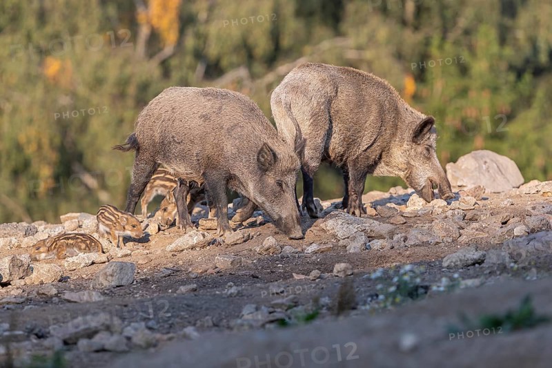 Two adult and some piglet wild boar or wild pig (Sus scrofa) walking over an opening with a green forest in the background