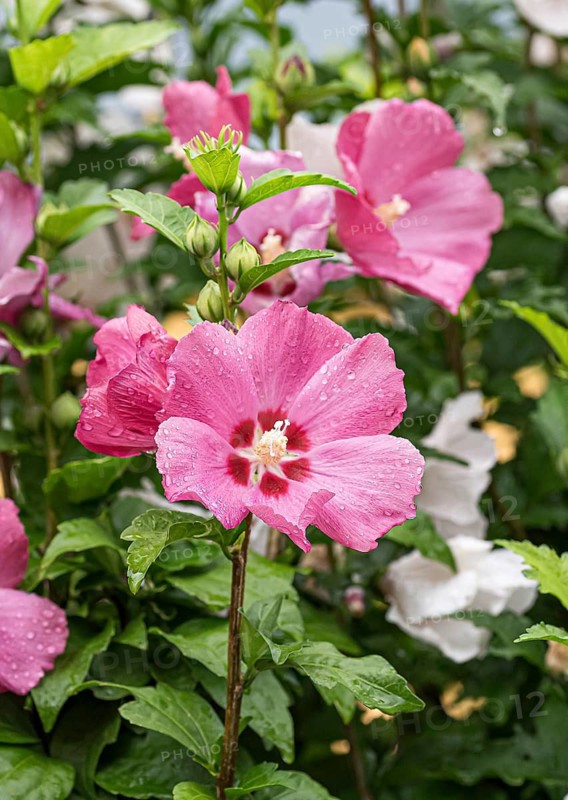 Garden marshmallow (Hibiscus syriacus 'Woodbridge'), Austria