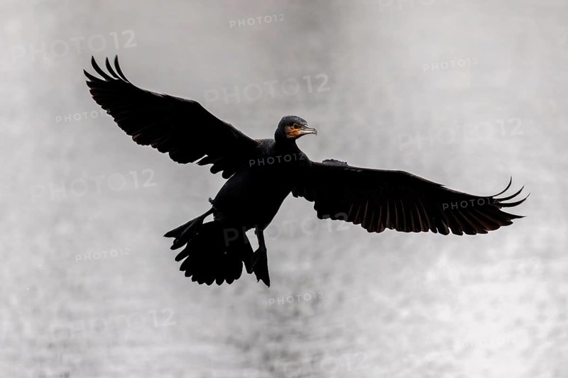 A cormorant hovers with outstretched wings above the water surface, Cormorant, (Phalacrocorax carbo), wildlife, Germany